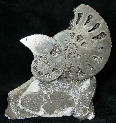 Pyritized Kosmoceras Ammonite Fossils - Artistically Mounted #16941